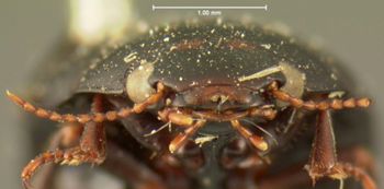 Media type: image;   Entomology 6072 Aspect: head frontal view